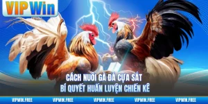 Cách Nuôi Gà Đá Cựa Sắt - Bí Quyết Huấn Luyện Chiến Kê