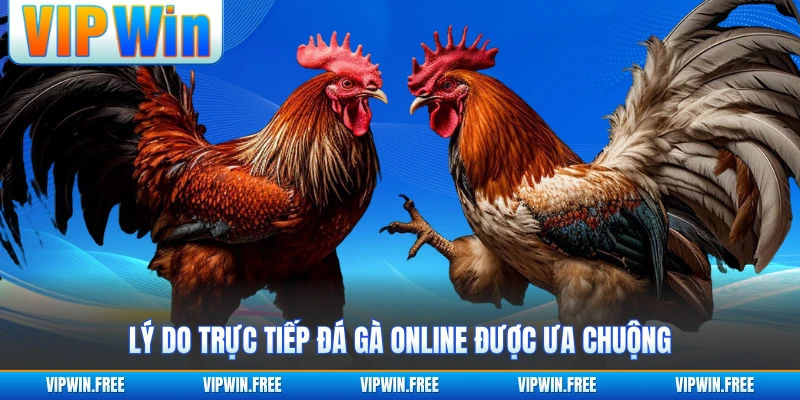 Lý do trực tiếp đá gà online được ưa chuộng