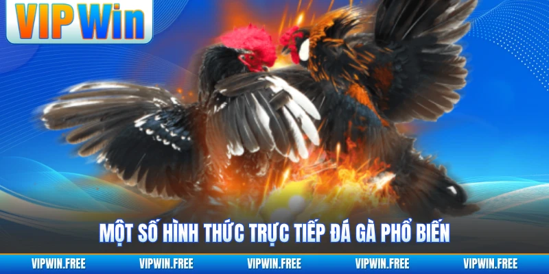 Một số hình thức trực tiếp đá gà phổ biến