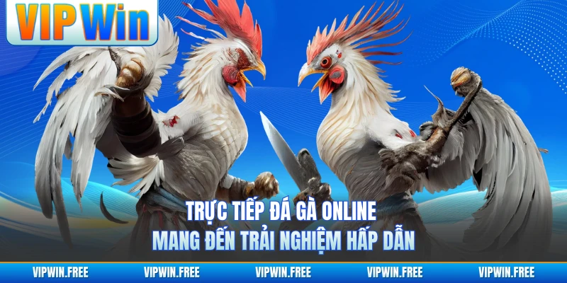 Trực Tiếp Đá Gà Online Mang Đến Trải Nghiệm Hấp Dẫn